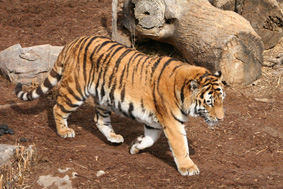 Tiger in Denver Zoo
